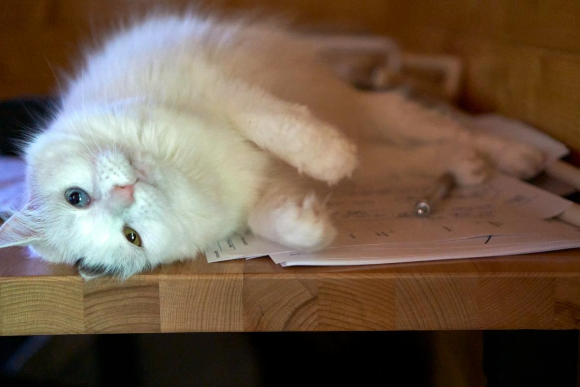 Sadie, fluffy white cat lying on the table