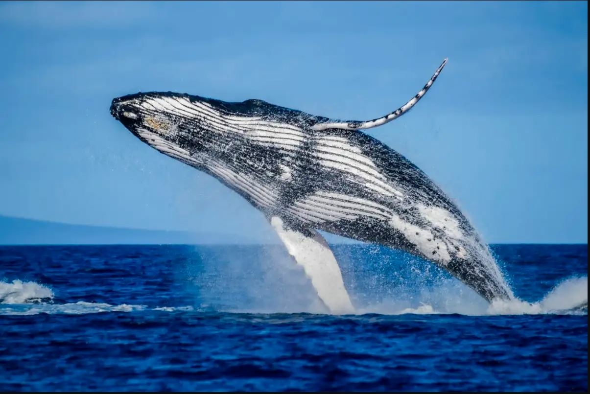 Caracteristica de la ballena
